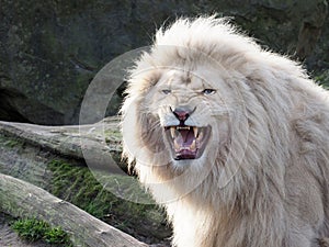 White Lion