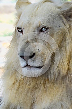 White lion