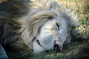 White lion is a rare color mutation of the lion.