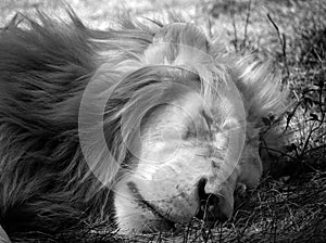 White lion is a rare color mutation of the lion.