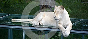 White lion is a rare color mutation of the lion. When the first pride of white lions was reintroduced to the wild, it was widely