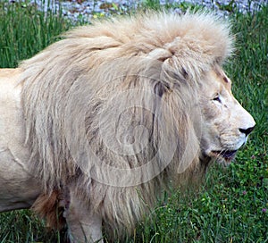 White lion is a rare color mutation of the lion. When the first pride of white lions was reintroduced to the wild, it was widely
