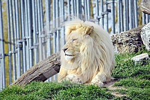 White Lion Resting Panthera Leo Krugeri