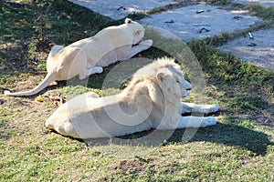 White lion rests next to a white lioness