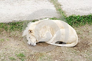 White lion, Safari Park Taigan (lions Park), Crimea.