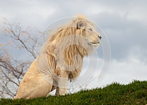 White lion