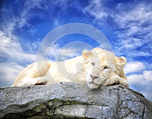 White lion sleep on the rock
