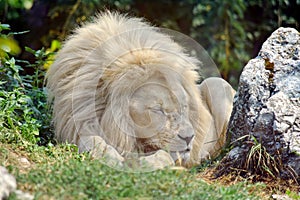 White Lion Sleeping Panthera Leo Krugeri