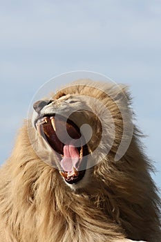 White Lion Teeth