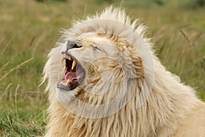White Lion Teeth