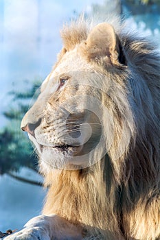 White lion. A thoughtful look into the distance. Animal Predator in the wild.