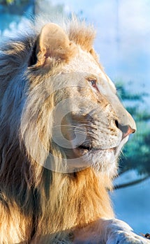 White lion. A thoughtful look into the distance. Animal Predator in the wild.