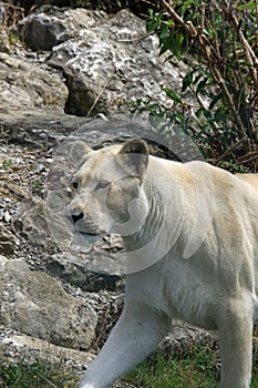 White lion walking near rocks