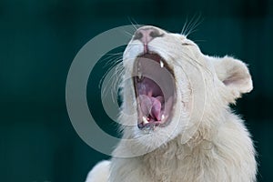 White lion with wide open mouth