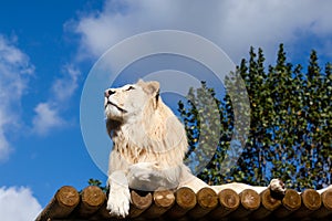 White Lion on Wooden Platform Looking Up