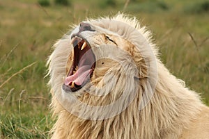 White Lion Yawn