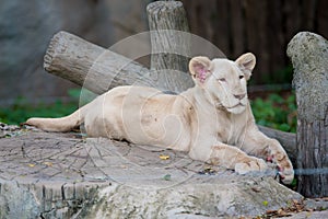 White lion in the zoo