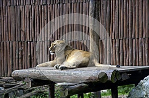 The white lion in ZOO, Bratislava