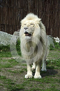 The white lion in ZOO, Bratislava