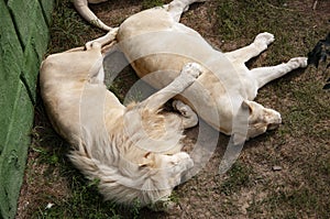 White lion in zoo park. Wildlife and fauna. Panthera leo krugeri. White lion. Wild animal and wildlife. Animal in zoo. Lioness