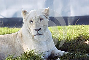 White Lioness