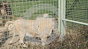 White lioness attacks behind a cage. Adult white lions in captivity. Feline stealth predator in the zoo