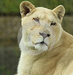 White lioness at The Big Cat Sanctuary