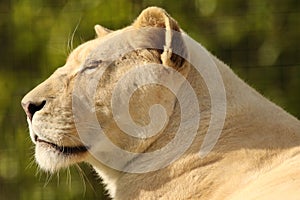 White lioness at The Big Cat Sanctuary 2