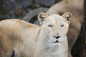 White lioness with blue eyes in zoo