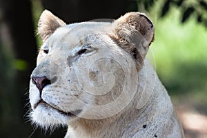 White Lioness Hunter Stare