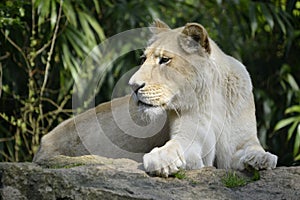 White lioness lying on rock