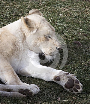 White Lioness Resting on Grass