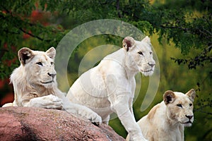 Weiß löwen 