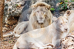 White lions in cage