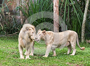 White lions couple nuzzling snuggle in tender loving moment