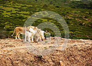 White lions in savanna