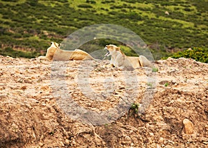 White lions in savanna