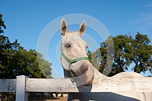 White Lipizzan Horse