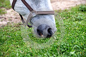 White Lipizzan Horse Grazing in Stable, close up
