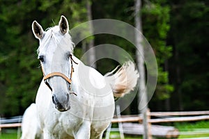 White Lipizzan Horse running in Stable
