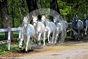 White Lipizzan Horses