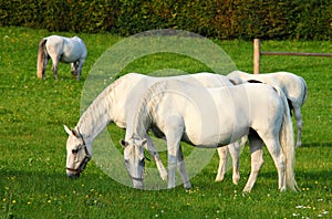 White lipizzaner horse