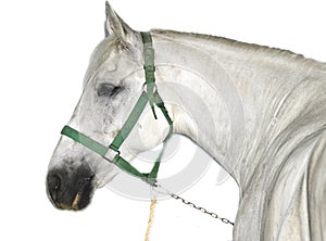 White Lipizzaner Horse