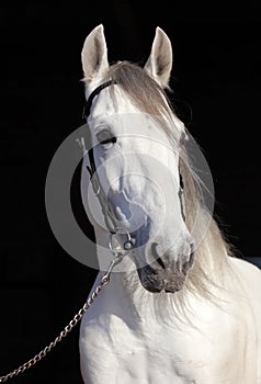 White Lipizzaner horse with bridle