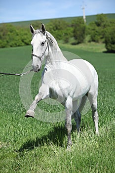 White lipizzaner showing itself