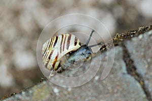 White Lipped Banded Snail on the edge of a wall in a garden