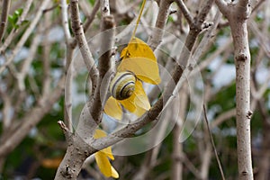 White-lipped banded yellow snail attached for winter hibernation to a brunch of a tree by a yellow leaf.