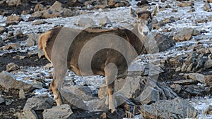 White-Lipped Deer Przewalskium albirostris or Thorold Deer in a mountainous Tibetan Area, China