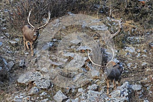 White-Lipped Deers Przewalskium albirostris or Thorold Deer in a mountainous Tibetan Area, China