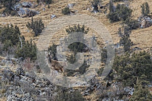 White-lipped deers Przewalskium albirostris or Thorold Deer in a mountainous Tibetan Area, China